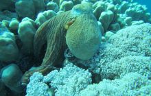 Zdjęcia z wyjazdu Dahab - marzec2013