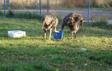 Halloween Dębki - pażdziernik 2005