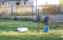 Halloween Dębki - pażdziernik 2005