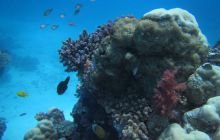 Zdjęcia z Safari Abu Fandera maj 2013