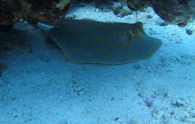 Zdjęcia z Safari Abu Fandera maj 2013