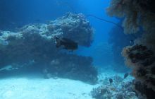 Zdjęcia z Safari Abu Fandera maj 2013