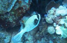 Zdjęcia z Safari Abu Fandera maj 2013