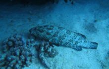 Zdjęcia z Safari Abu Fandera maj 2013