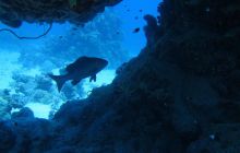 Zdjęcia z Safari Abu Fandera maj 2013