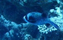 Zdjęcia z Safari Abu Fandera maj 2013