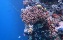 Zdjęcia z Safari Abu Fandera maj 2013