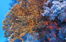 Zdjęcia z Safari Abu Fandera maj 2013