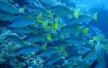 Zdjęcia z Safari Abu Fandera maj 2013