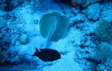 Zdjęcia z Safari Abu Fandera maj 2013