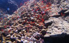 Zdjęcia z Safari Abu Fandera maj 2013