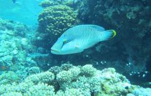 Zdjęcia z Safari Abu Fandera maj 2013