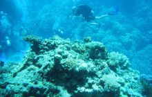 Zdjęcia z Safari Abu Fandera maj 2013