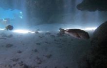 Zdjęcia z Safari Abu Fandera maj 2013