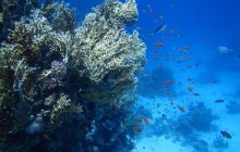 Zdjęcia z Safari Abu Fandera maj 2013