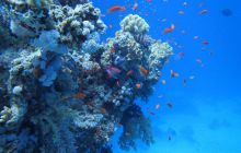 Zdjęcia z Safari Abu Fandera maj 2013