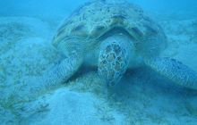 Zdjęcia z Safari Abu Fandera maj 2013