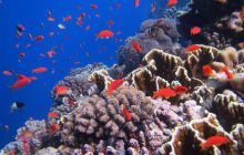 Zdjęcia z Safari Abu Fandera maj 2013