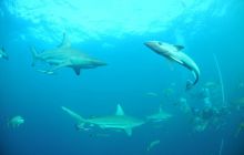 Zdjęia z RPA i Mozambiku