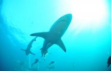 Zdjęia z RPA i Mozambiku