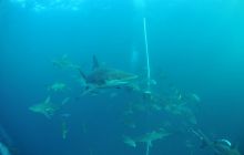 Zdjęia z RPA i Mozambiku