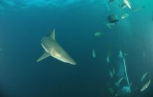 Zdjęia z RPA i Mozambiku