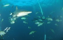 Zdjęia z RPA i Mozambiku