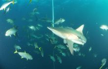 Zdjęia z RPA i Mozambiku