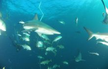 Zdjęia z RPA i Mozambiku