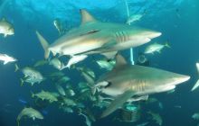 Zdjęia z RPA i Mozambiku