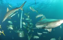 Zdjęia z RPA i Mozambiku