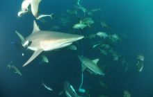 Zdjęia z RPA i Mozambiku