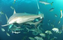 Zdjęia z RPA i Mozambiku