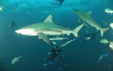 Zdjęia z RPA i Mozambiku