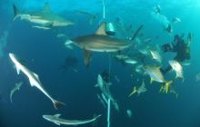 Zdjęia z RPA i Mozambiku