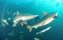 Zdjęia z RPA i Mozambiku