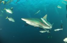 Zdjęia z RPA i Mozambiku