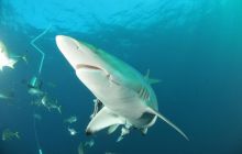 Zdjęia z RPA i Mozambiku