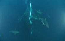 Zdjęia z RPA i Mozambiku