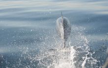 Zdjęia z RPA i Mozambiku