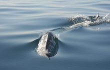 Zdjęia z RPA i Mozambiku