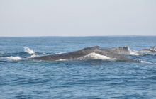 Zdjęia z RPA i Mozambiku