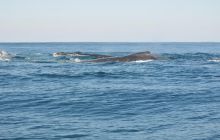 Zdjęia z RPA i Mozambiku