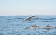 Zdjęia z RPA i Mozambiku