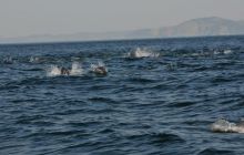 Zdjęia z RPA i Mozambiku