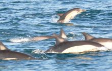 Zdjęia z RPA i Mozambiku