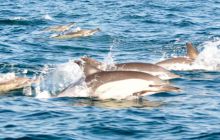 Zdjęia z RPA i Mozambiku