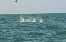 Zdjęia z RPA i Mozambiku