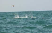 Zdjęia z RPA i Mozambiku