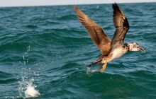 Zdjęia z RPA i Mozambiku